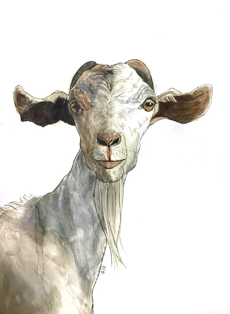 Image de Chèvre – aquarelle et stylo à encre