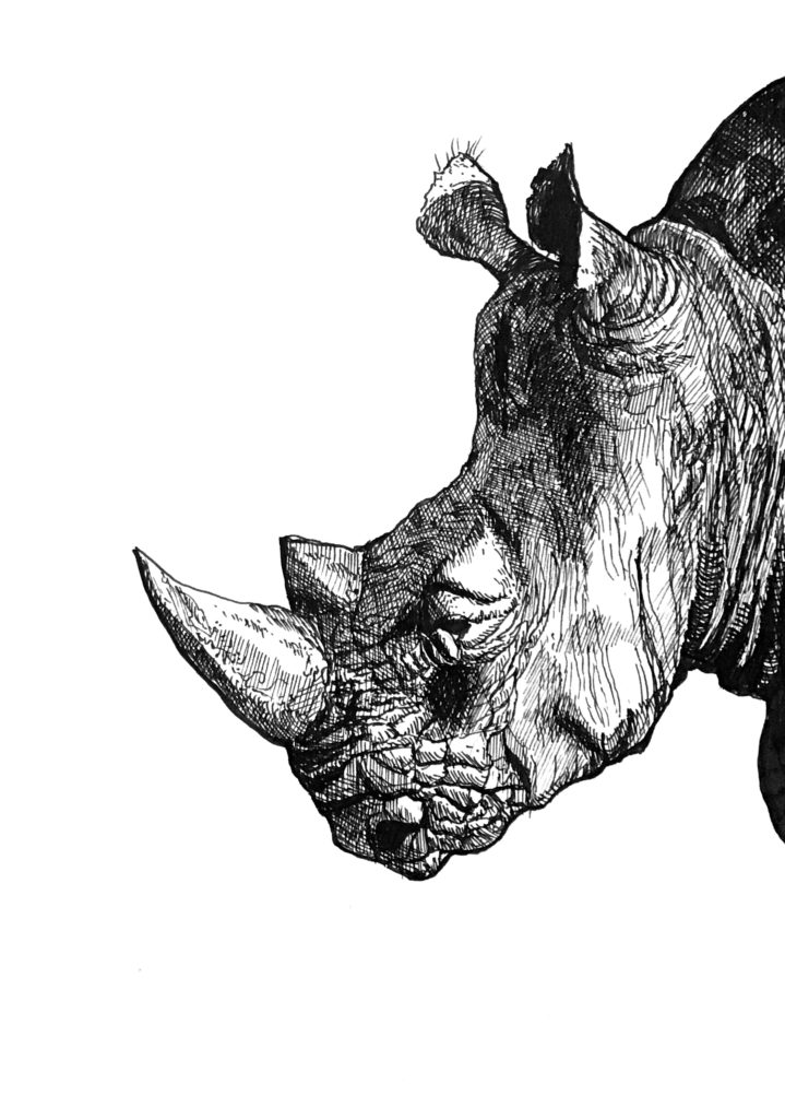 Image de Rhinocéros