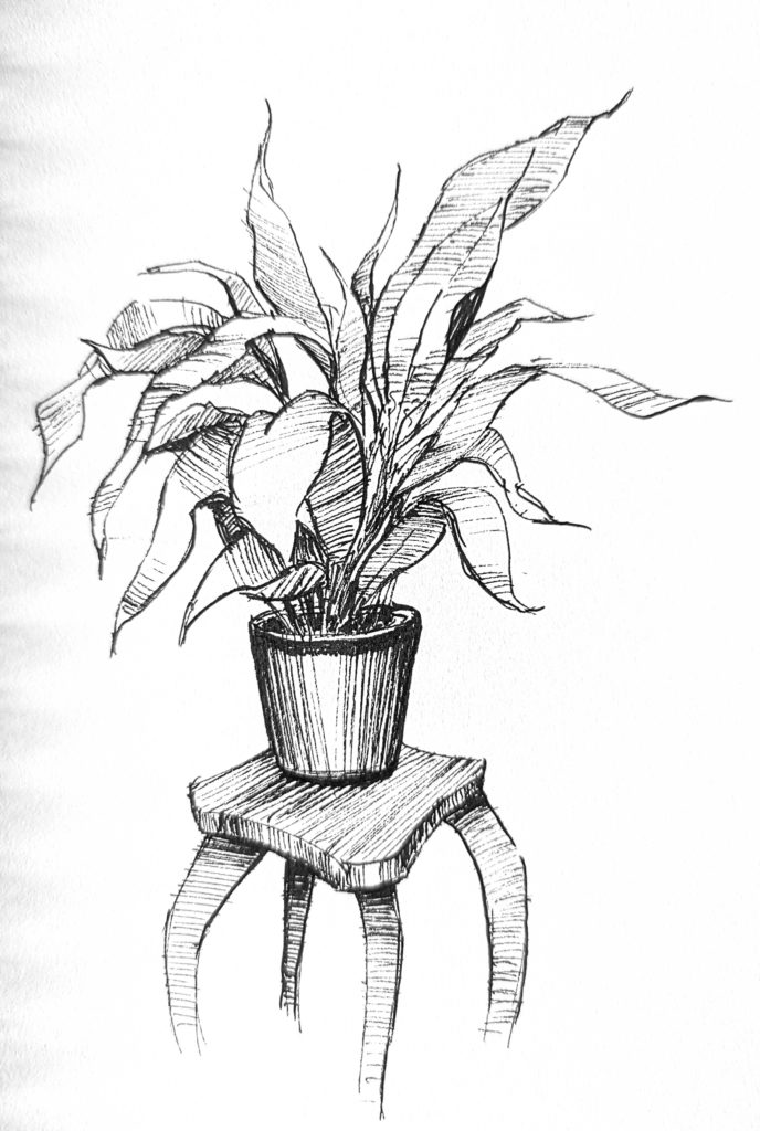 Image de Plante en pot